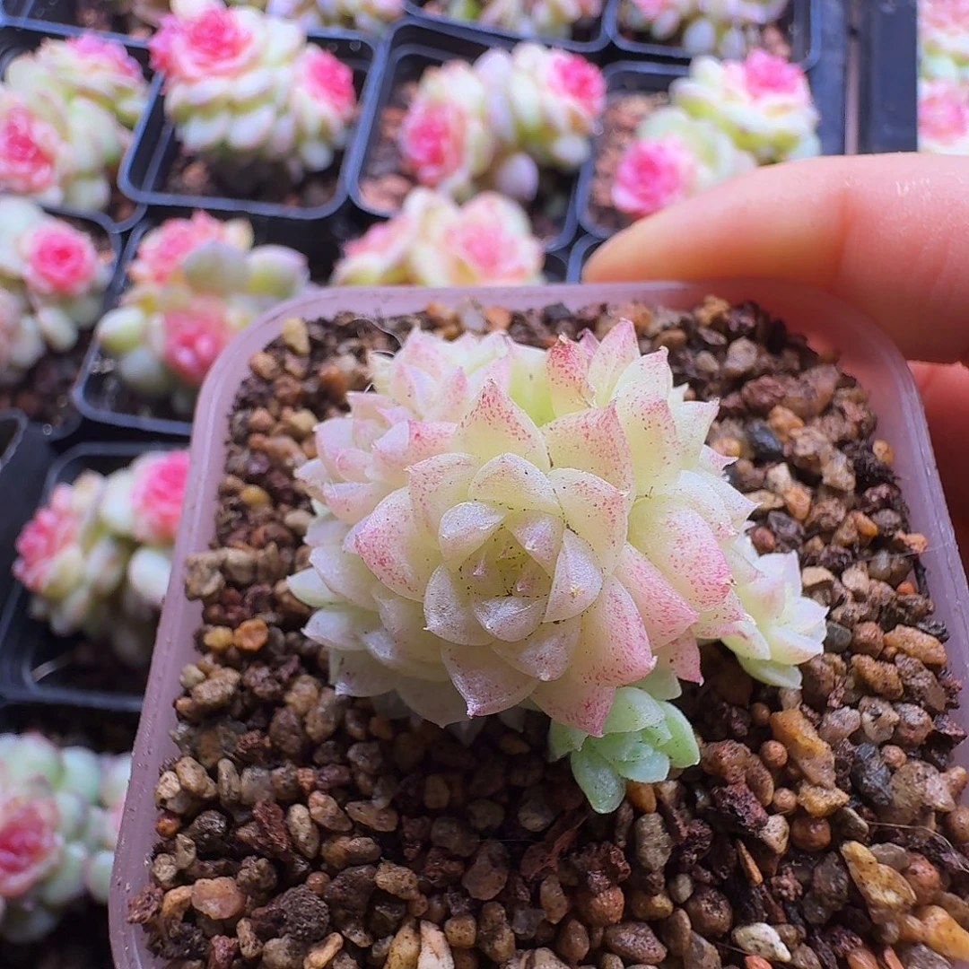 麦秆群福利朵朵一颗