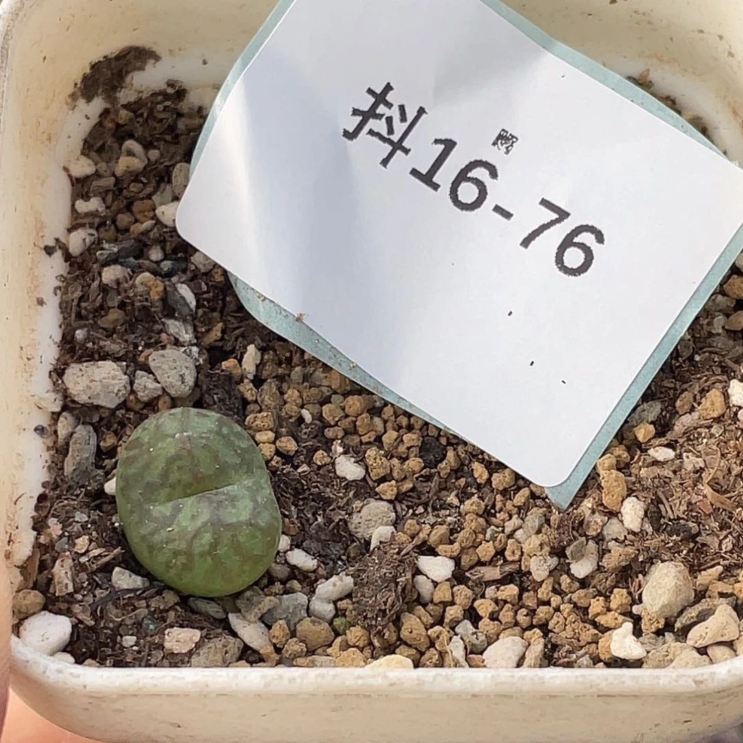 会***花16-76肉锥多肉植物