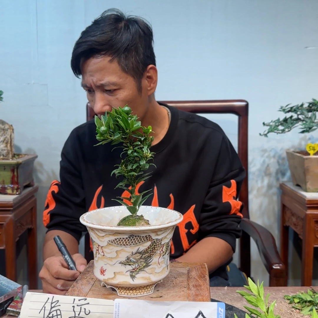 当前无花朵，栽培后可花朵冰**，