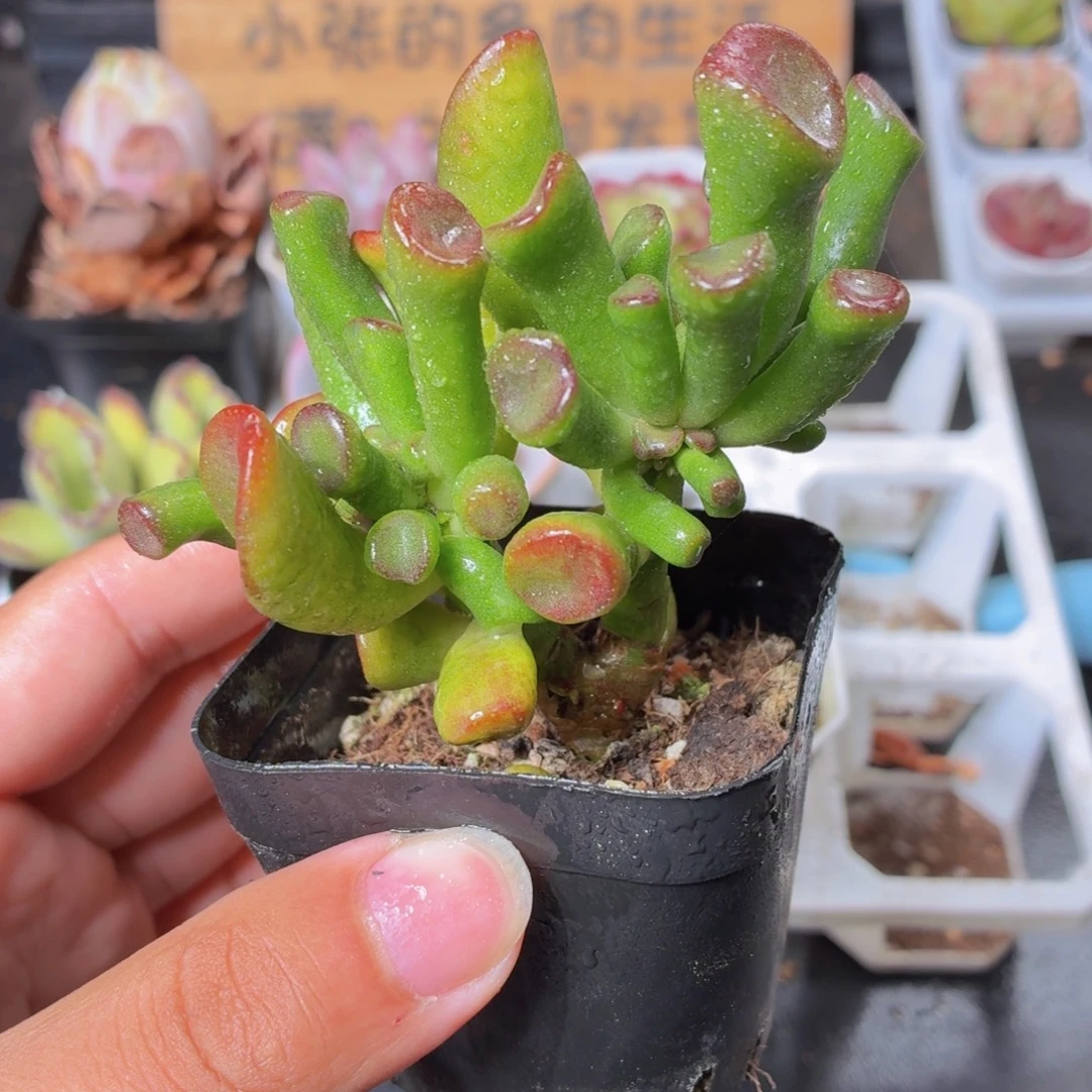 吸财树多肉9.9包邮发货