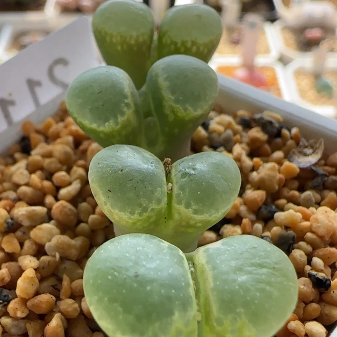 【闪购商品】21117粉樱1453.9