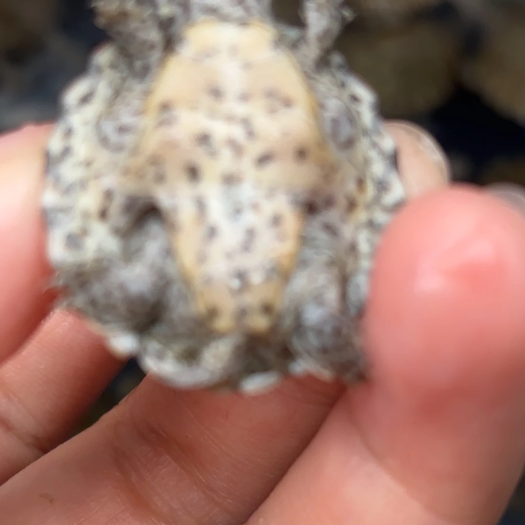 不分公母宠物龟全品双满文黑刀