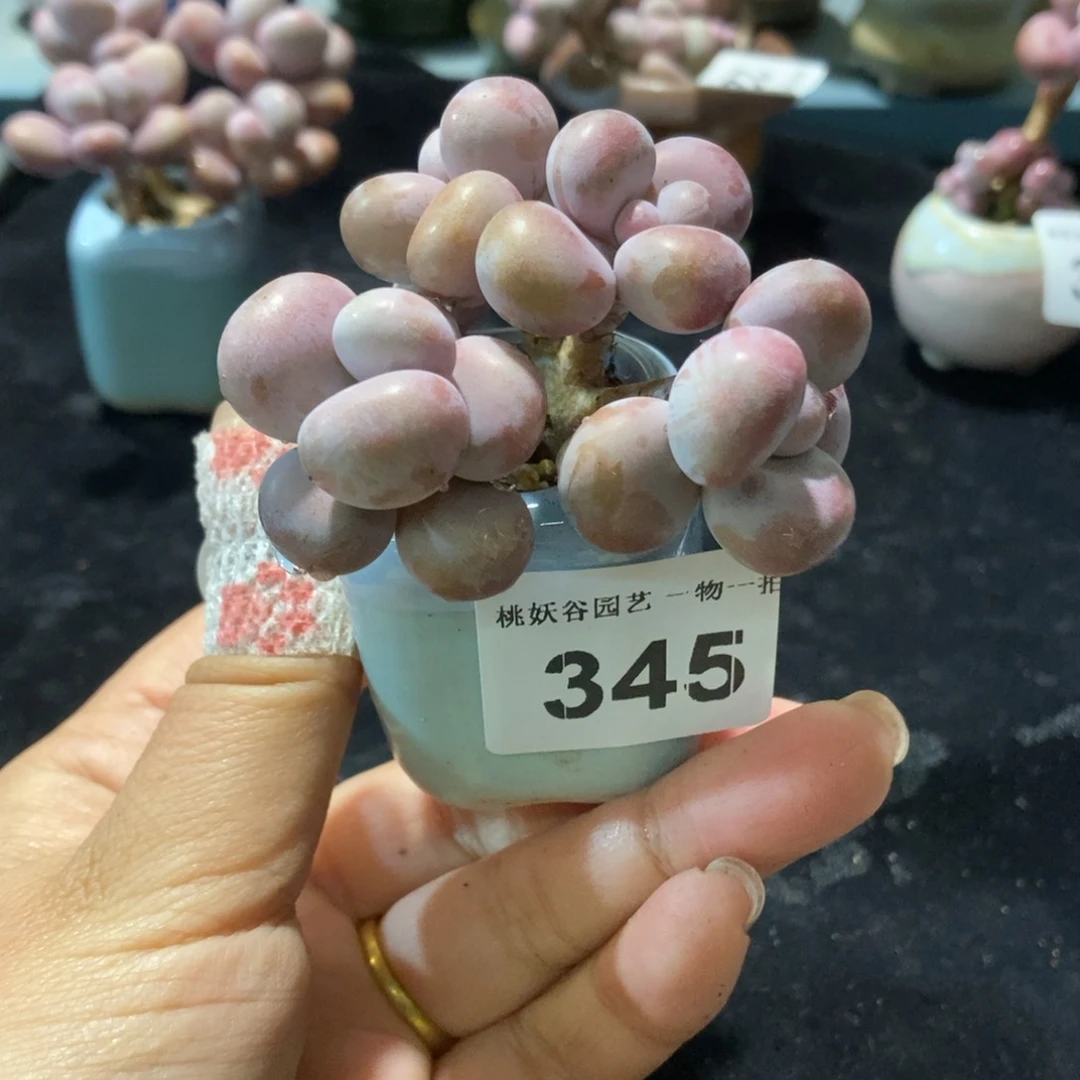 345糖果腰子蛋带盆土