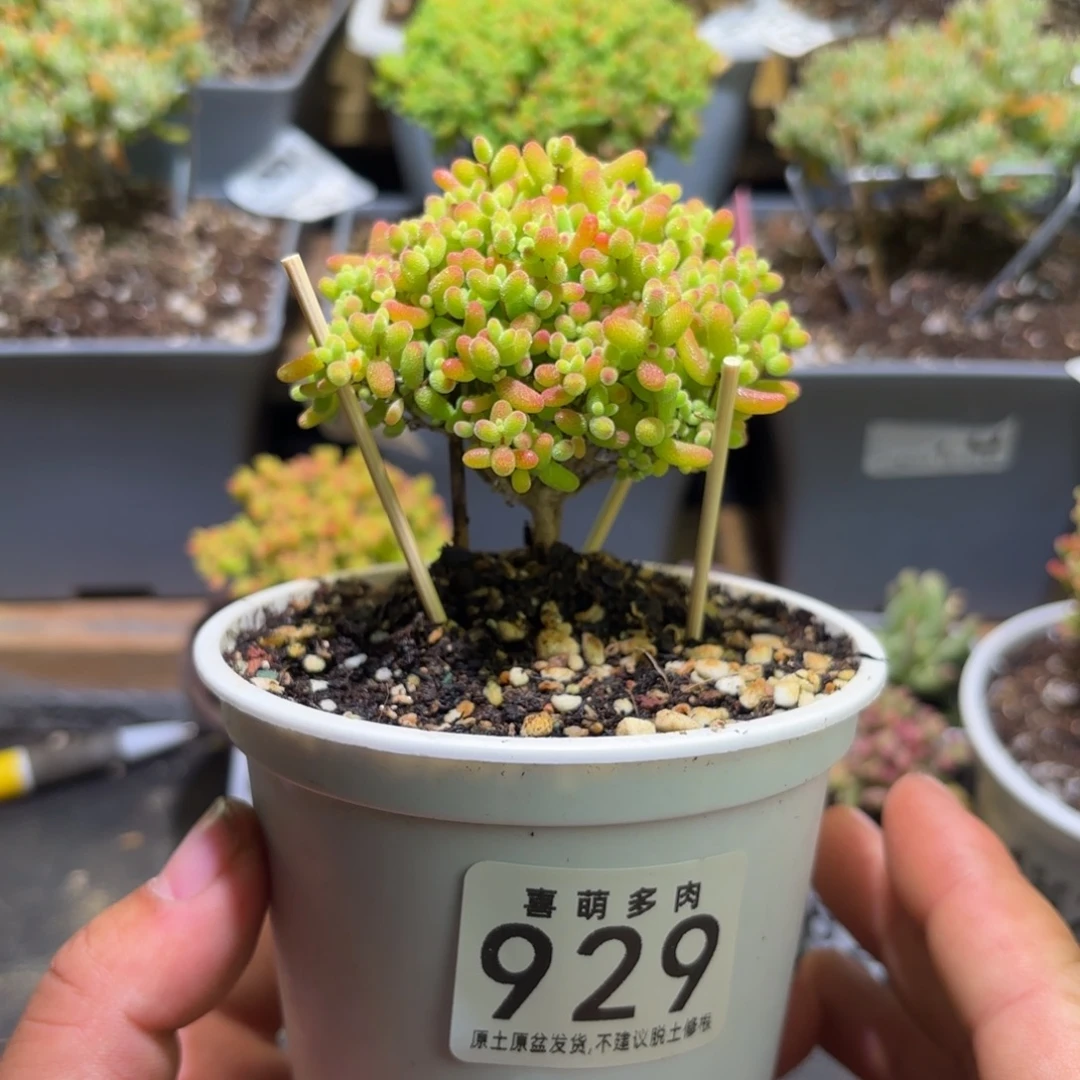 枝干番杏密橘糖球929