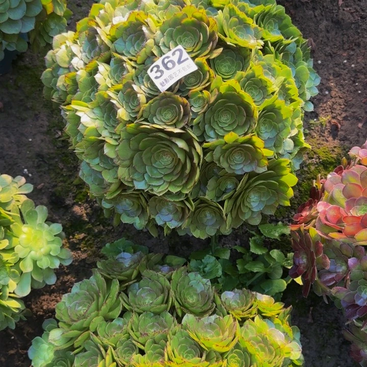 拉丝花27-9包邮花花