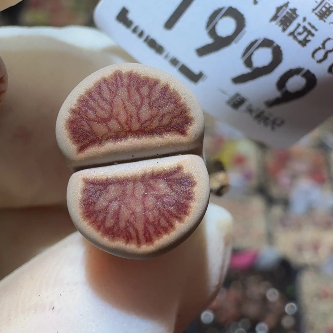 Ssss精品生石花1999