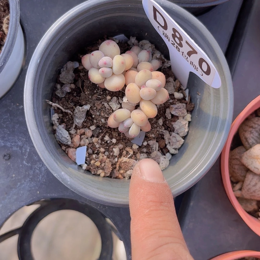 D870萤火虫一物一拍