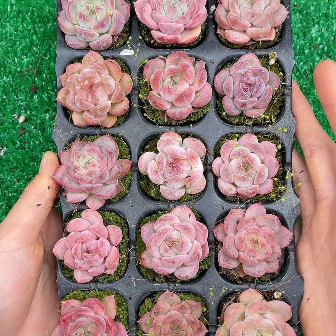 多肉一物一拍22-194