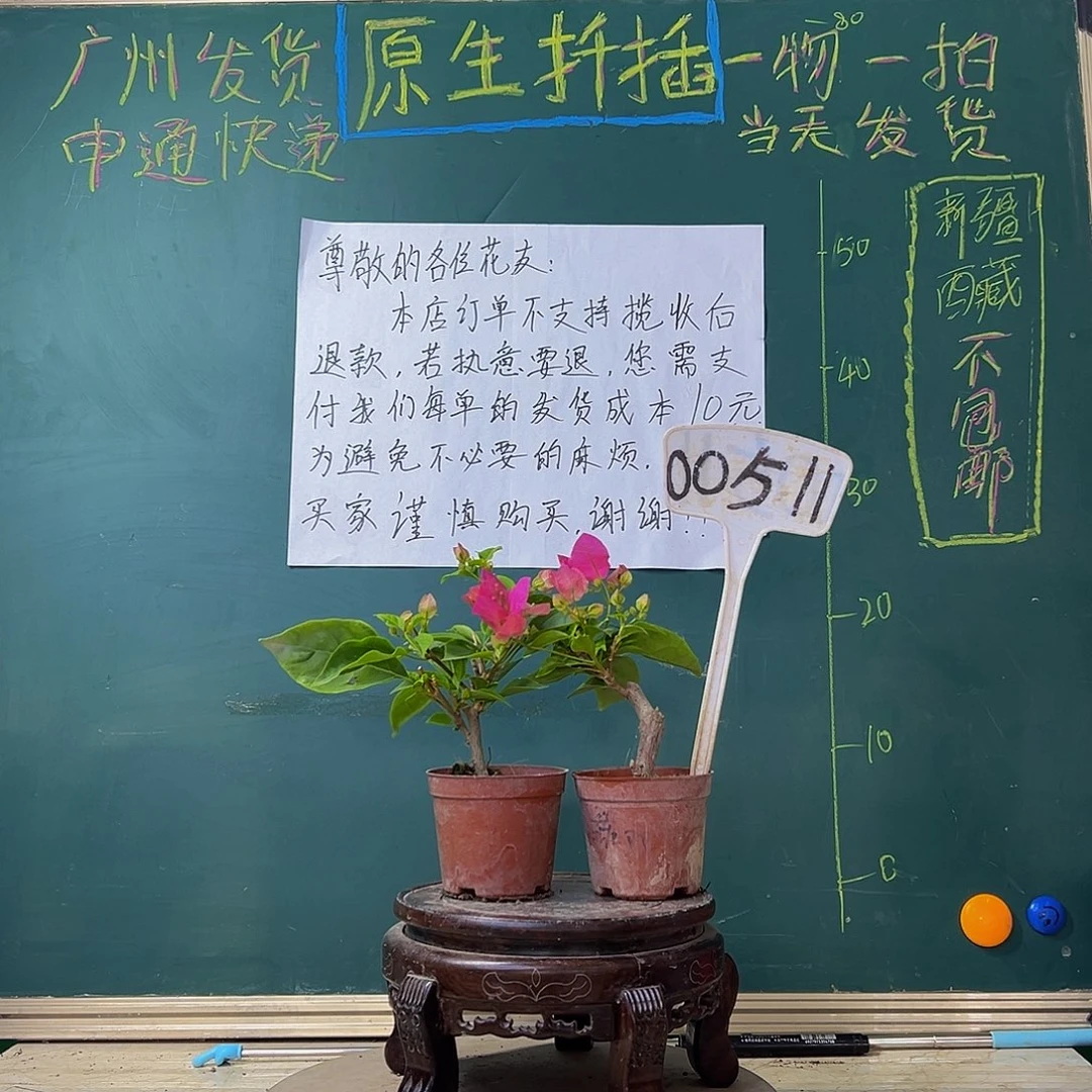 当前无花栽培后可以开花  绿叶双色掌中宝 漳红樱掌中宝 00511