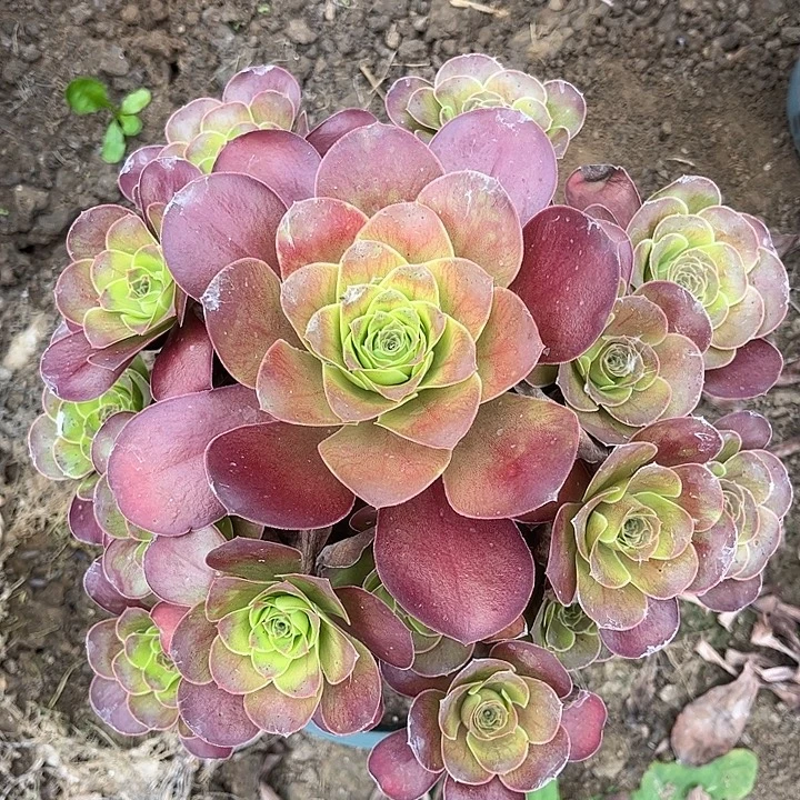 多肉植物瑰金玫瑰25