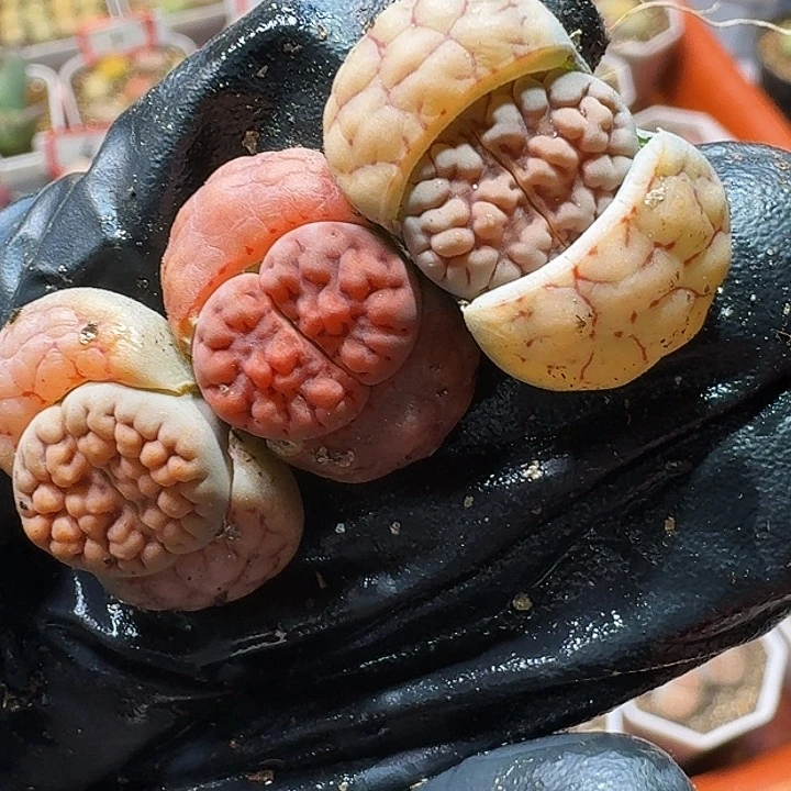 生石花1111111。   233