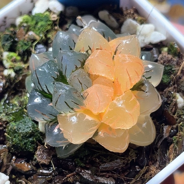 606水中月锦特选福利