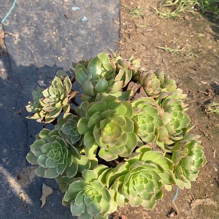 水蜜桃多肉植物34