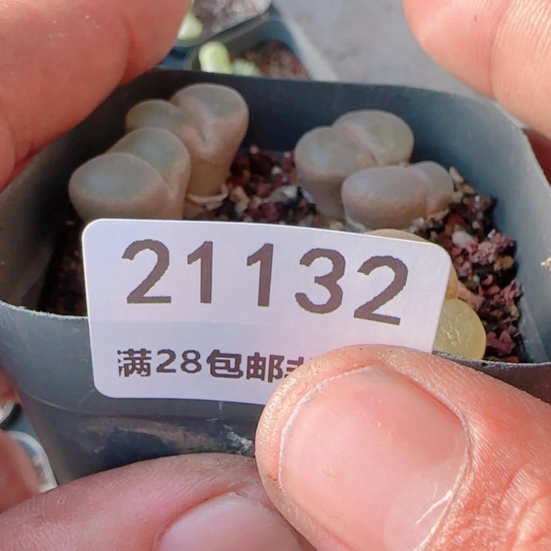 【闪购商品】迪**特21332