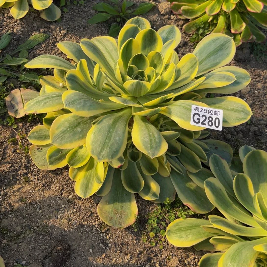 280多肉植物一物一拍