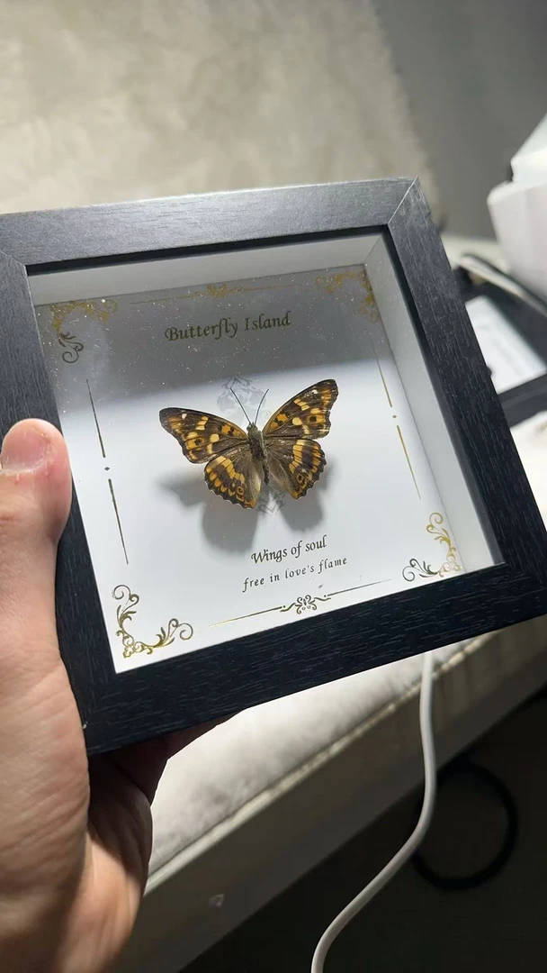 柳紫闪蛱蝶蝴蝶标本精美