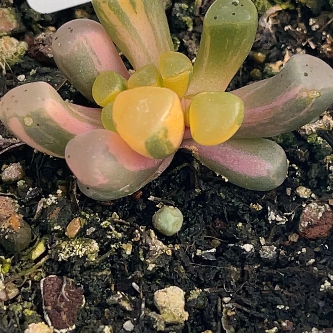 尚品园艺福利锦8016