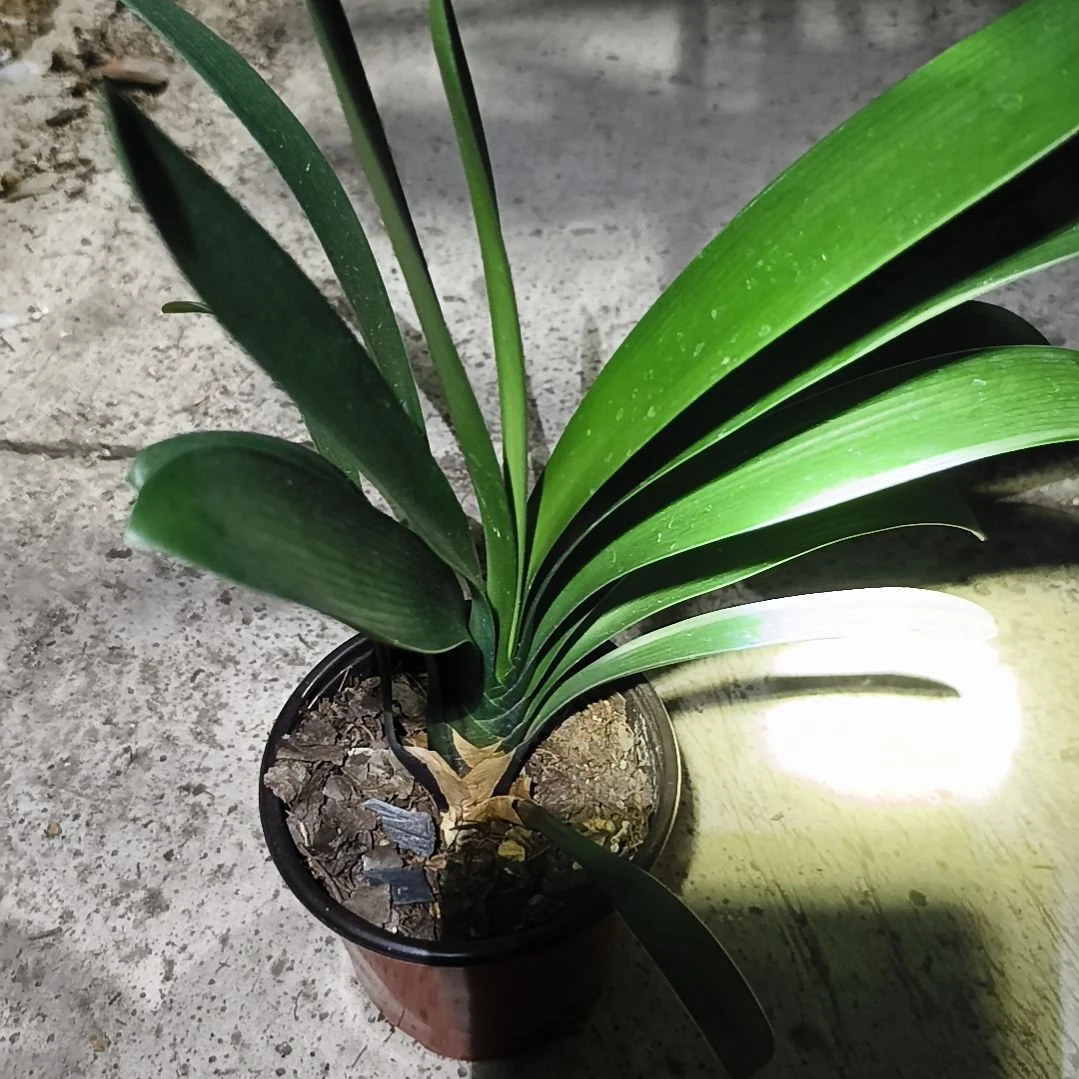神***）完全开放盲盒大苗一颗拍品