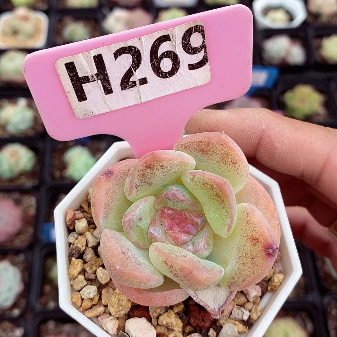 梦幻泡影福利6cm多肉植物