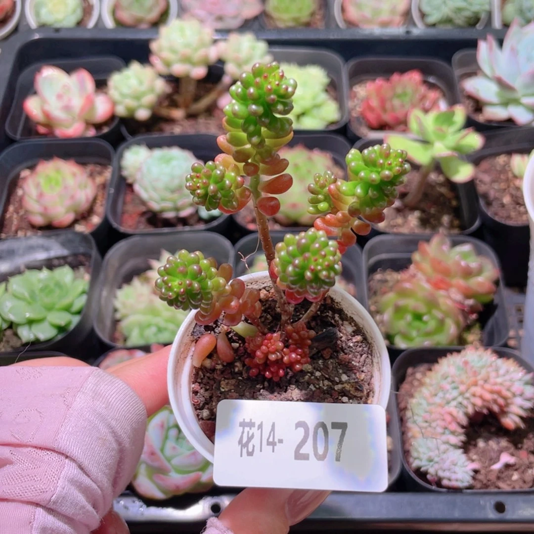 花利美14-207红色浆果
