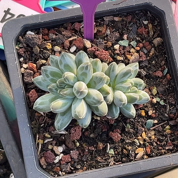 多肉植物白底伊卡816