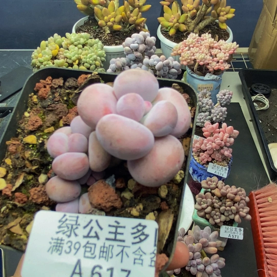 617芭比奶多肉4c m