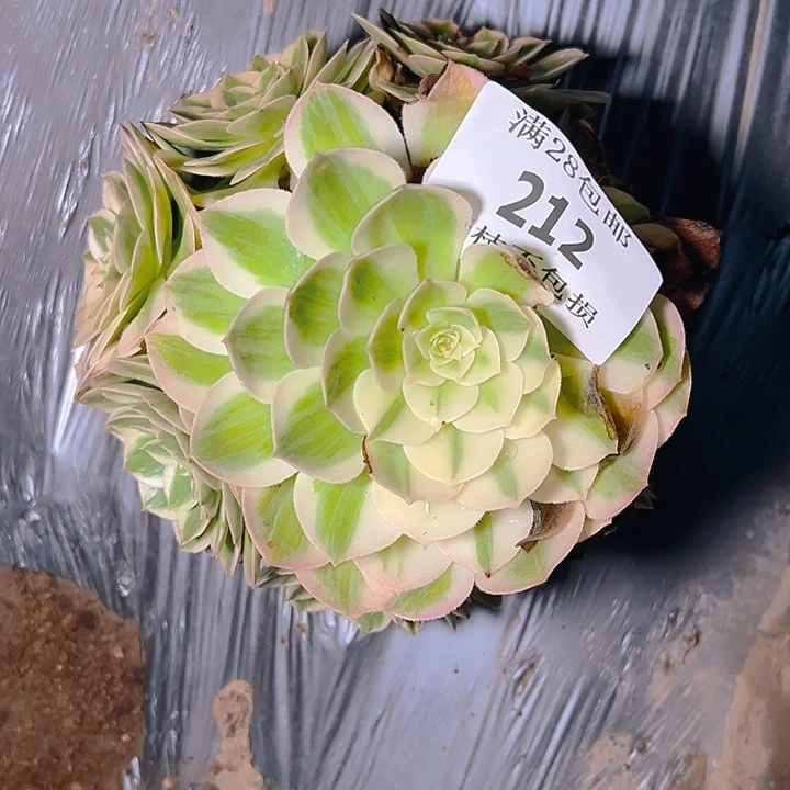 212海仙多肉植物保护