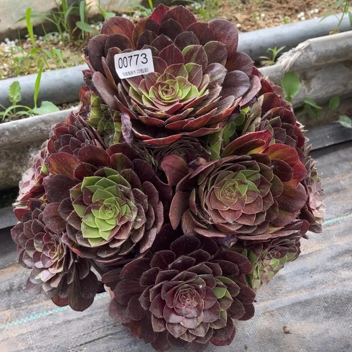 00773花月夜多肉植物