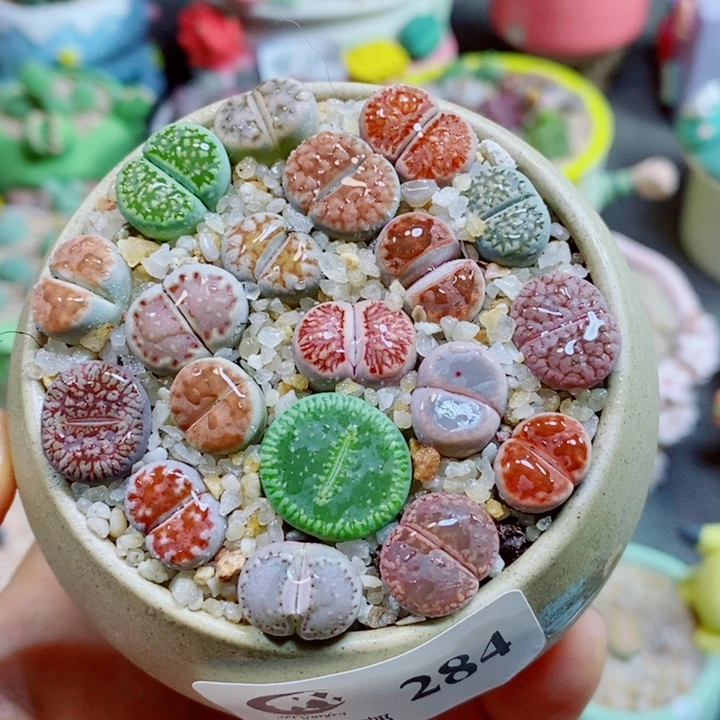 生石花花花花花花花284