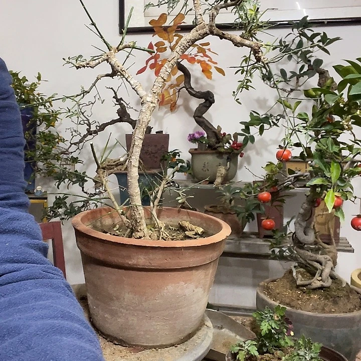 完全开放迎春花甘肃 ^_^小叶