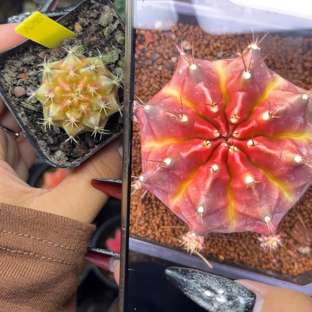 A28 绿魔 侧牙 带盆土福利