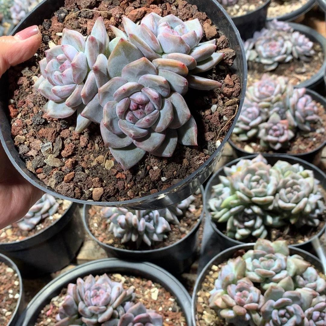 花花花花花花花花1