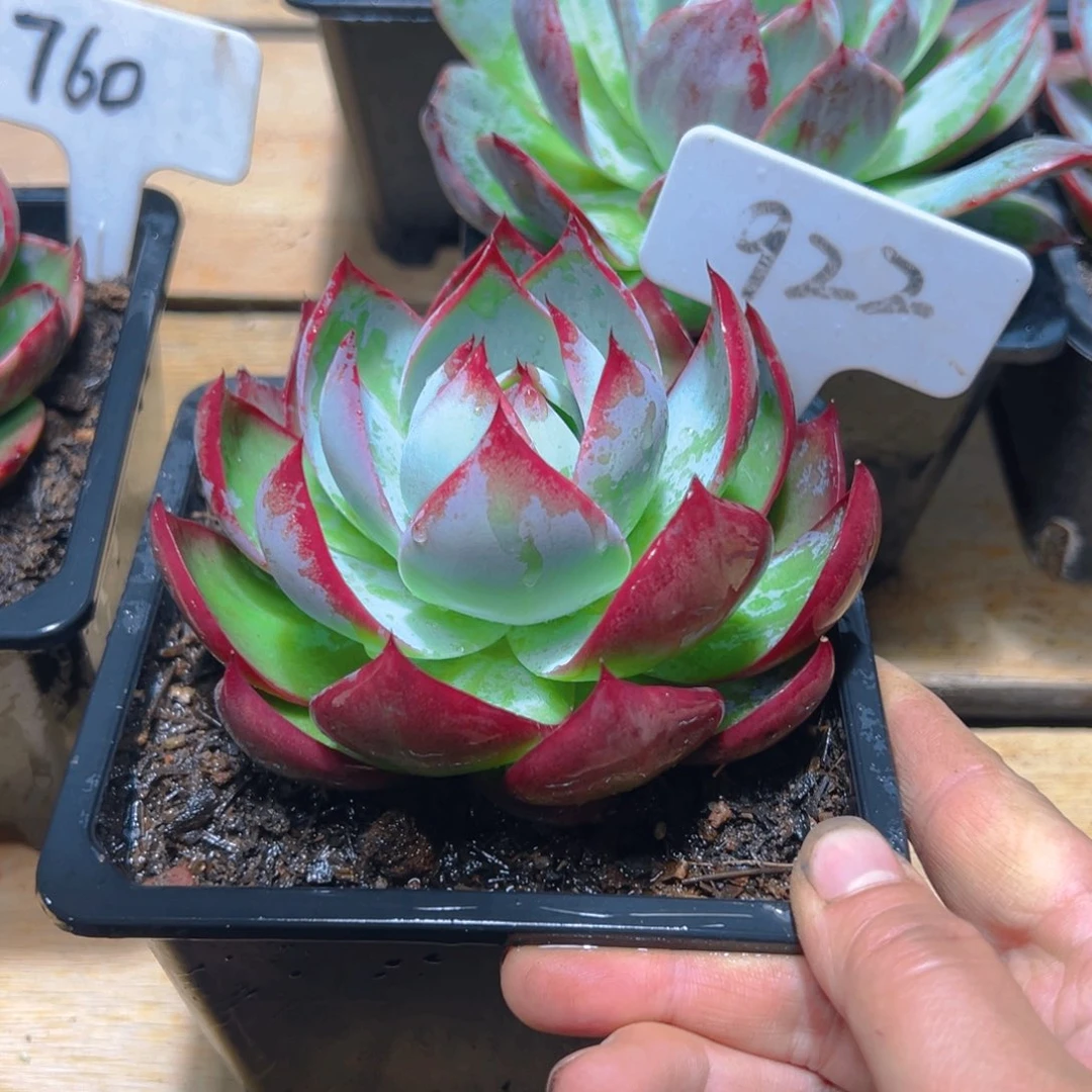 惊鸿仙子一物一拍922号