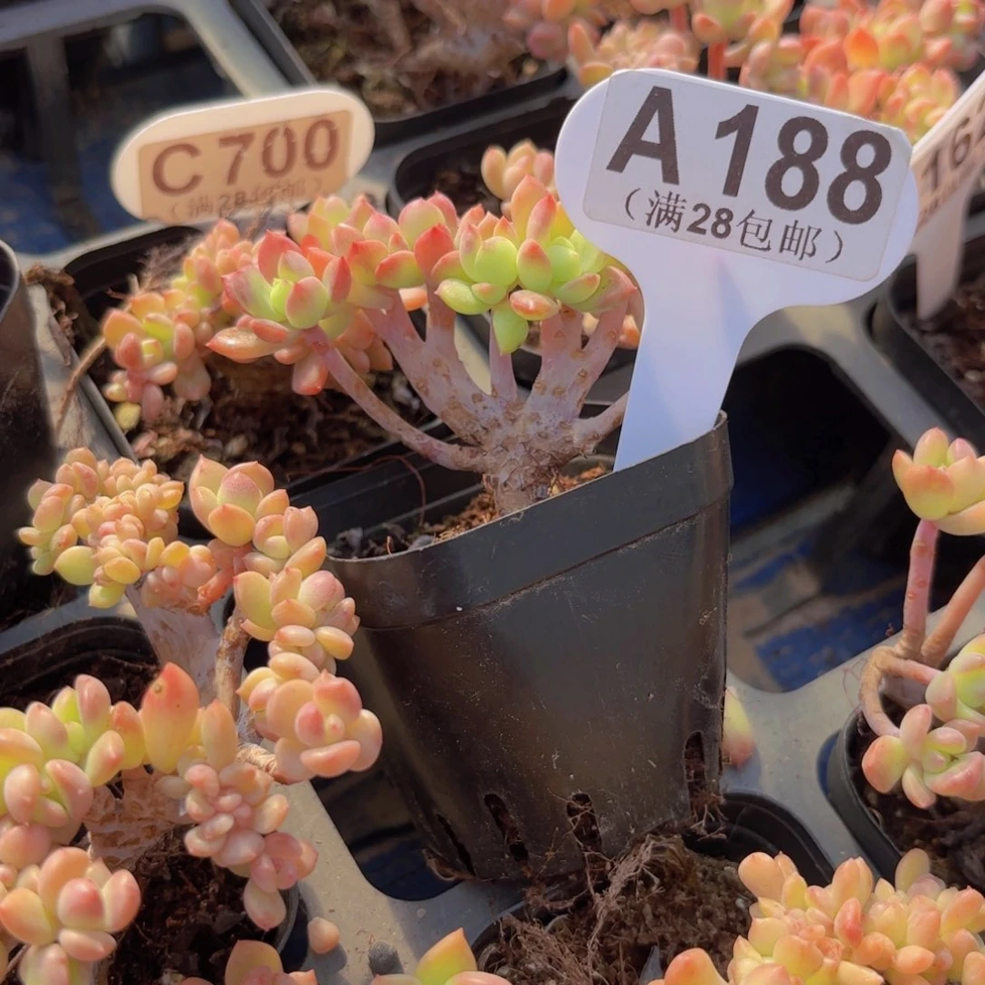 E****A188马库斯一物一拍