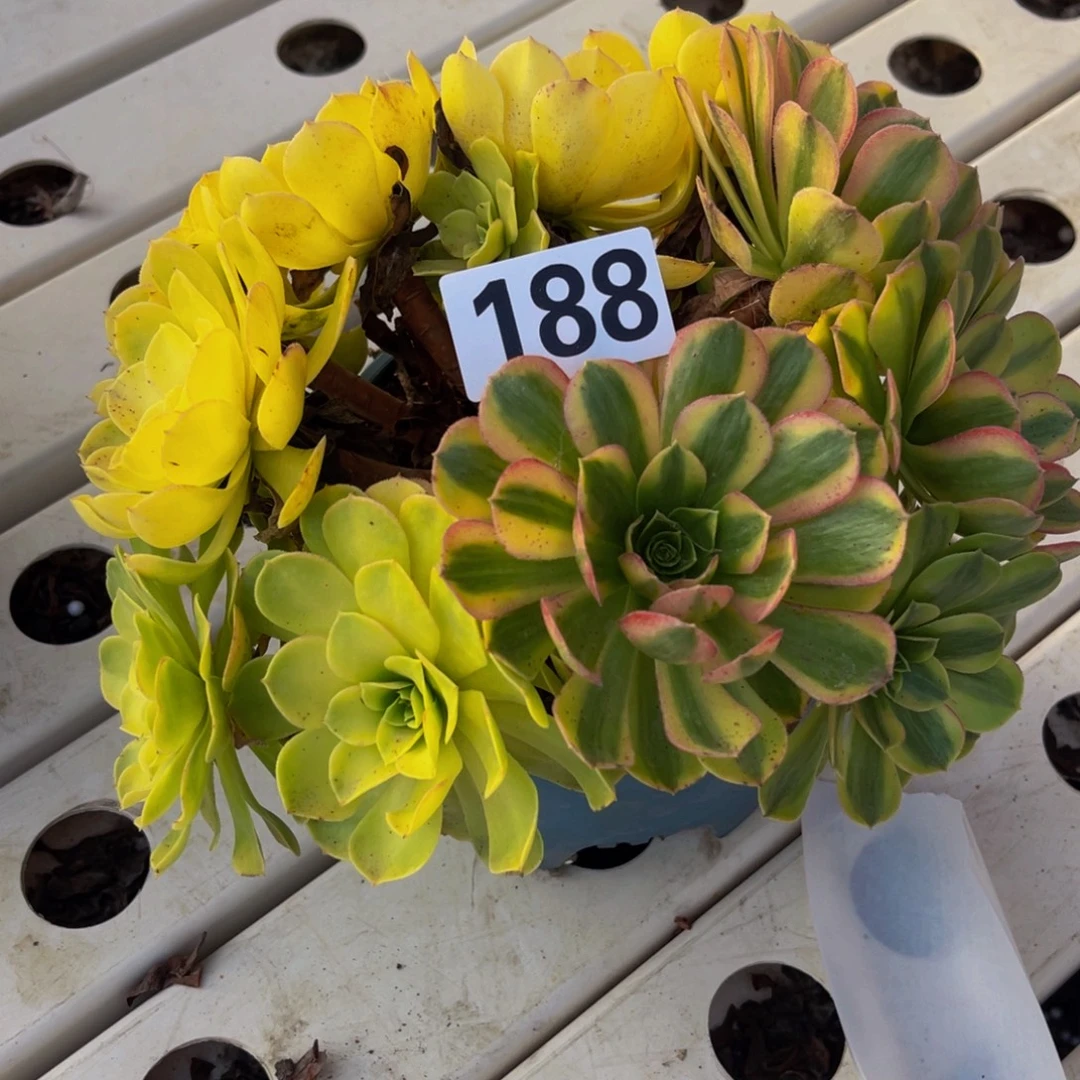 雨荷法师7///—5包邮