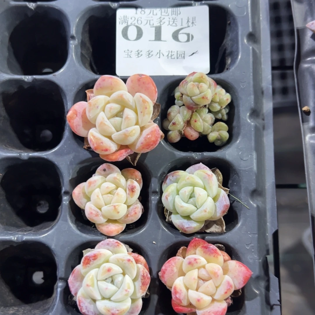 016号冰玉到手6颗 群的那个不包整散 一物一拍满18包邮