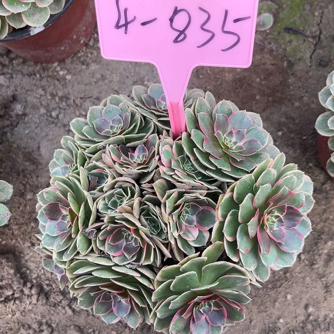 4-835粉花妖多肉法师