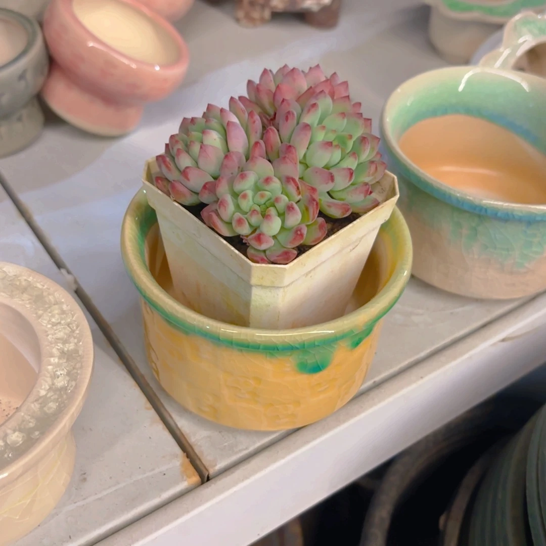 小***食黄盆盆盆盆盆盆新疆包邮