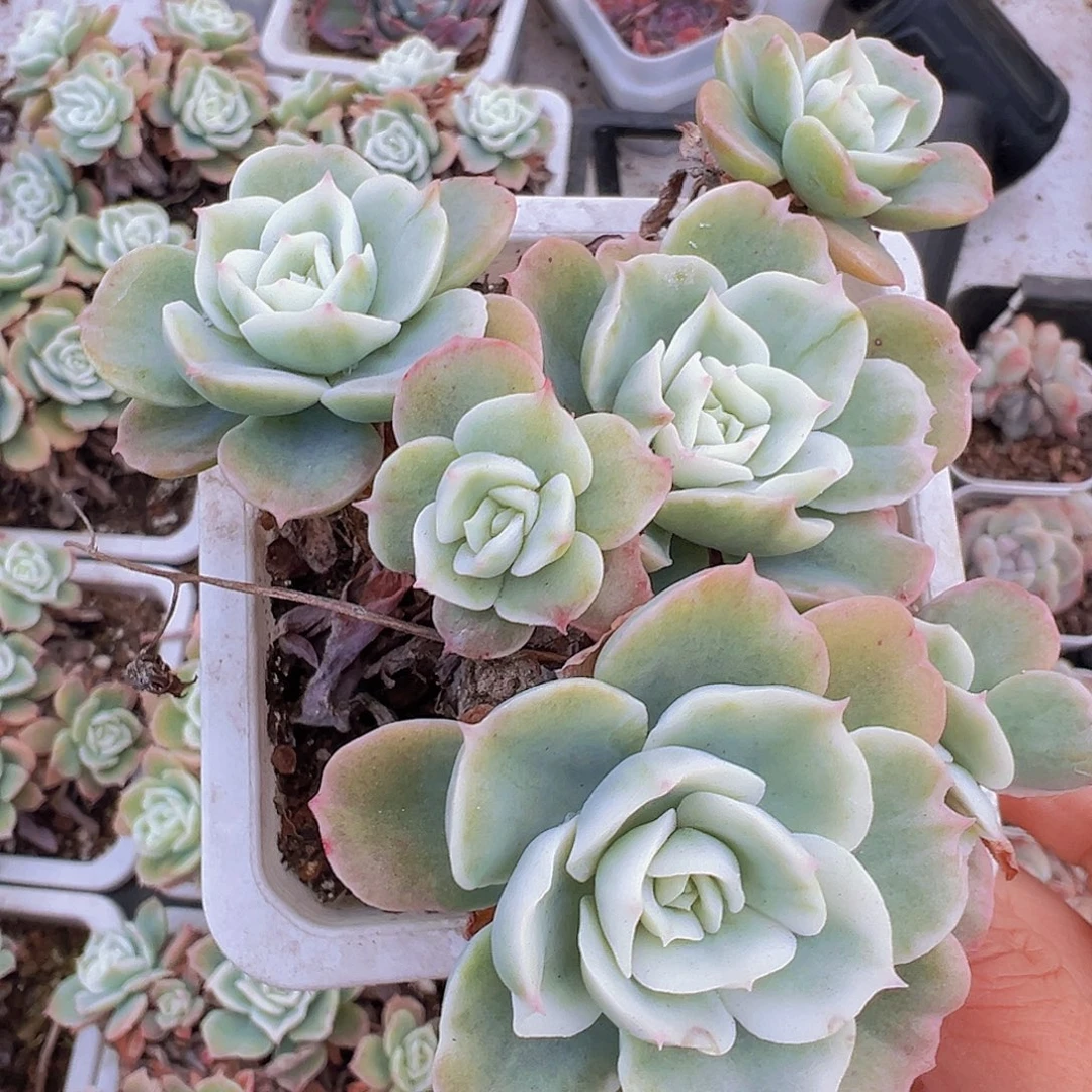 柠檬玫瑰锦大群19包邮多肉