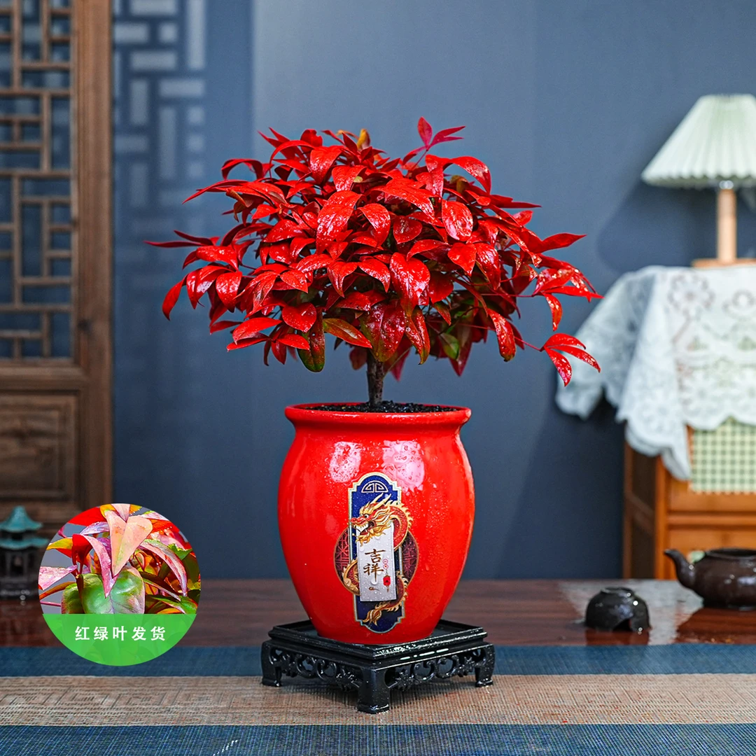 火焰南天竹老桩盆栽耐寒红叶盆景书房茶桌禅意微景观四季好养绿植