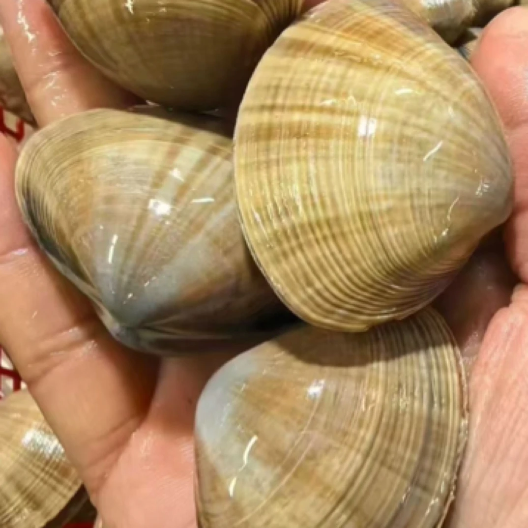 大黄蚬子（清蒸、辣炒）