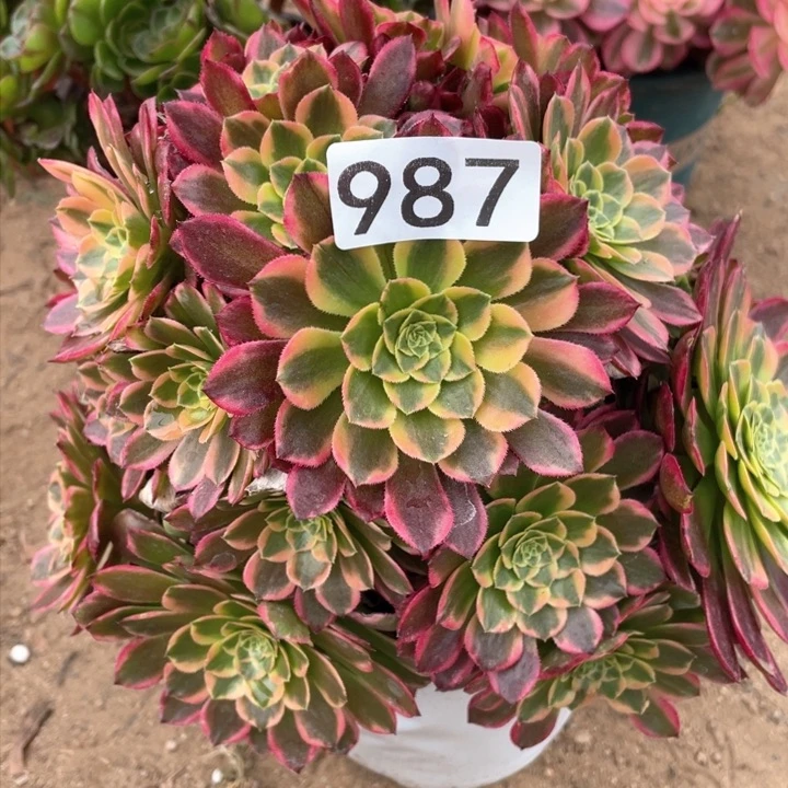 987多肉植物朝霞