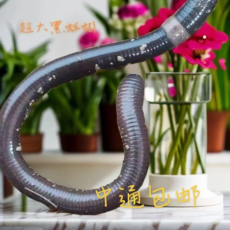 广地龙特大活体蚯蚓钓鱼饵料垂钓爱好者首选