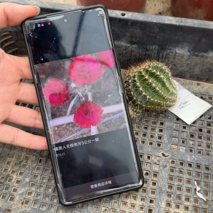 虞美人无根侧牙3公分