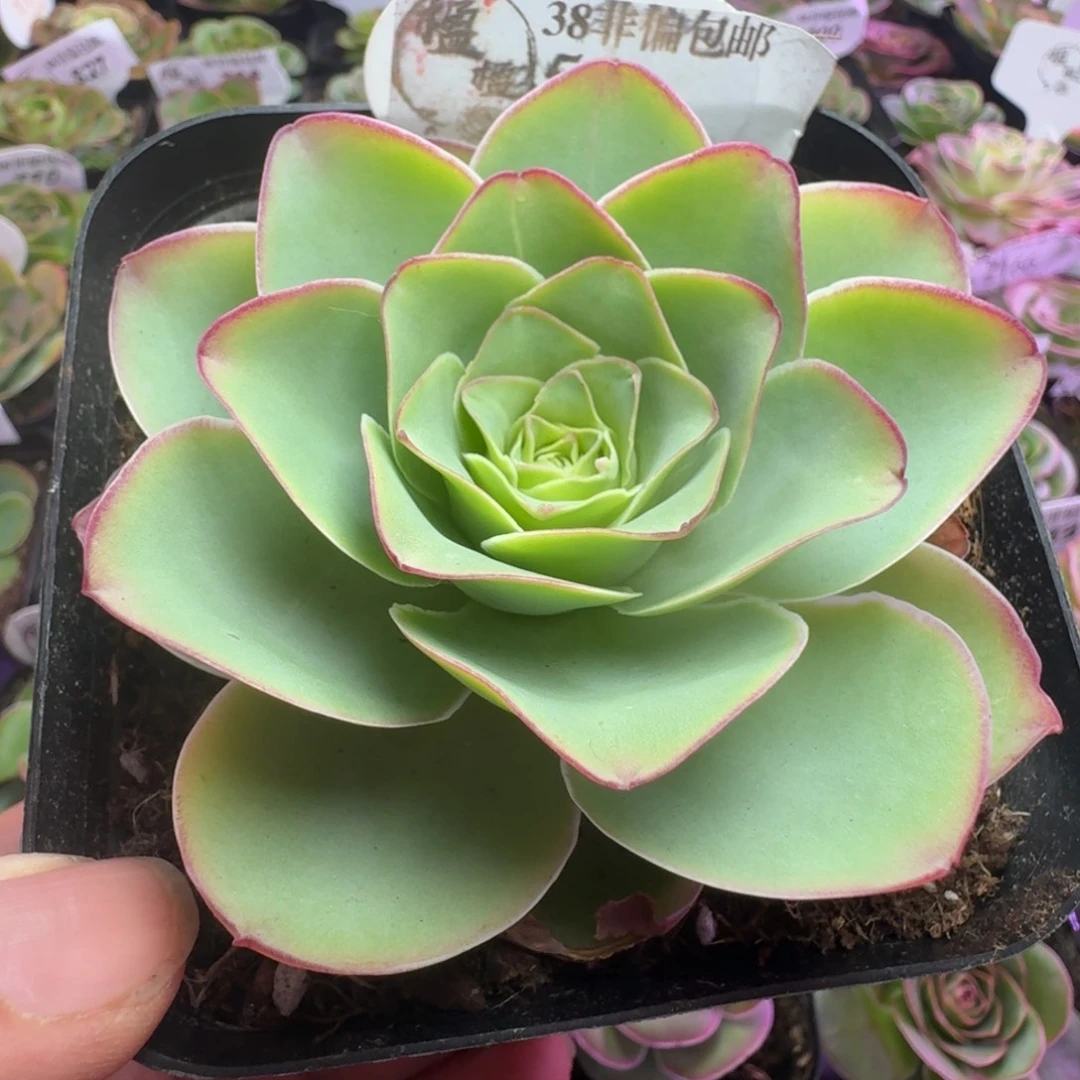 楹楹-54冠幅   7cm