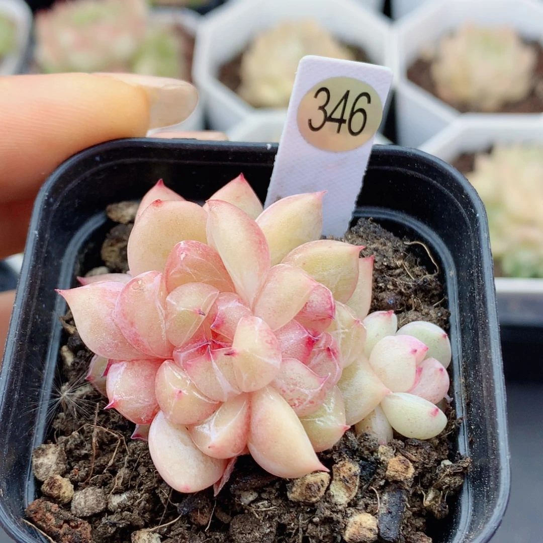 钻石58包邮  群生不包整346