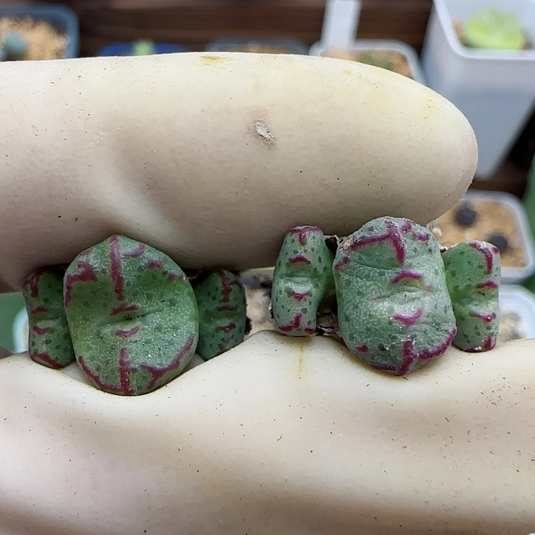 787平头斑马福利