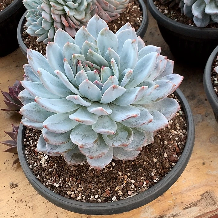 美肉特价活动开始啦