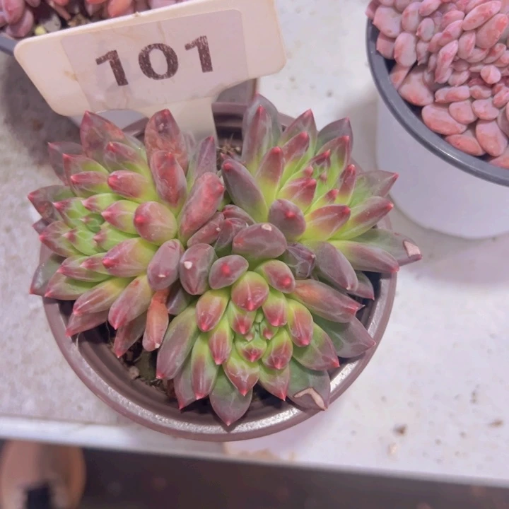 健健康康平平安安