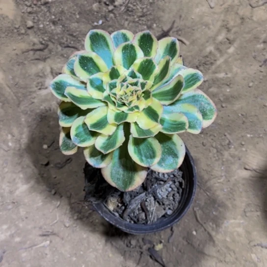 燕姿锦9.9多肉植物